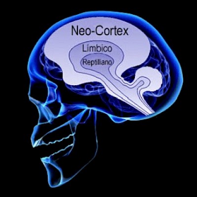 Cerebro Neocortex o Neocorteza (modelo triuno)